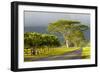 Old and New Trees in the Moloa'A Forest Reserve, Kauai, Hawaii, USA-Richard Duval-Framed Photographic Print