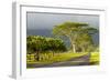 Old and New Trees in the Moloa'A Forest Reserve, Kauai, Hawaii, USA-Richard Duval-Framed Photographic Print