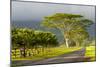 Old and New Trees in the Moloa'A Forest Reserve, Kauai, Hawaii, USA-Richard Duval-Mounted Photographic Print