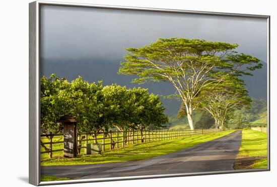 Old and New Trees in the Moloa'A Forest Reserve, Kauai, Hawaii, USA-Richard Duval-Framed Photographic Print