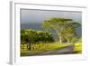 Old and New Trees in the Moloa'A Forest Reserve, Kauai, Hawaii, USA-Richard Duval-Framed Photographic Print