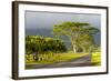 Old and New Trees in the Moloa'A Forest Reserve, Kauai, Hawaii, USA-Richard Duval-Framed Photographic Print