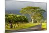 Old and New Trees in the Moloa'A Forest Reserve, Kauai, Hawaii, USA-Richard Duval-Mounted Photographic Print