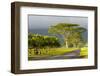 Old and New Trees in the Moloa'A Forest Reserve, Kauai, Hawaii, USA-Richard Duval-Framed Photographic Print