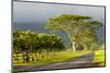 Old and New Trees in the Moloa'A Forest Reserve, Kauai, Hawaii, USA-Richard Duval-Mounted Photographic Print