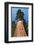 Old As Ages-null-Framed Premium Giclee Print