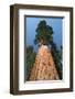 Old As Ages-null-Framed Premium Giclee Print
