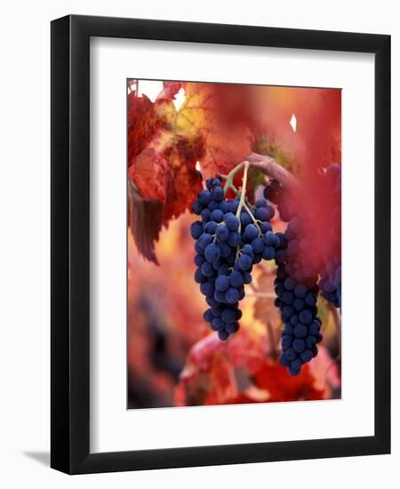 Old Barbera Vines with Ripening Grapes, Calistoga, Napa Valley, California-Karen Muschenetz-Framed Photographic Print