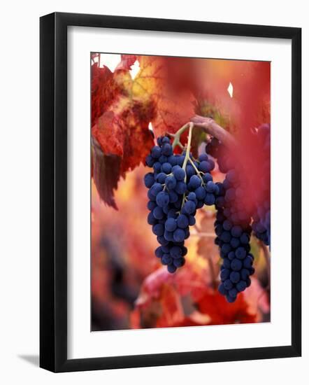 Old Barbera Vines with Ripening Grapes, Calistoga, Napa Valley, California-Karen Muschenetz-Framed Photographic Print
