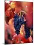 Old Barbera Vines with Ripening Grapes, Calistoga, Napa Valley, California-Karen Muschenetz-Mounted Photographic Print