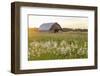 Old barn and field of penstemon at sunset Prairie Ridge State Natural Area, Marion County, Illinois-Richard & Susan Day-Framed Photographic Print