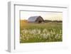 Old barn and field of penstemon at sunset Prairie Ridge State Natural Area, Marion County, Illinois-Richard & Susan Day-Framed Photographic Print