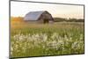 Old barn and field of penstemon at sunset Prairie Ridge State Natural Area, Marion County, Illinois-Richard & Susan Day-Mounted Photographic Print