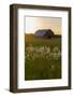 Old barn and field of penstemon at sunset Prairie Ridge State Natural Area, Marion County, Illinois-Richard & Susan Day-Framed Photographic Print