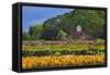 Old Barn and Flower Nursery, Willamette Valley, Oregon, USA-Jaynes Gallery-Framed Stretched Canvas