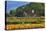 Old Barn and Flower Nursery, Willamette Valley, Oregon, USA-Jaynes Gallery-Stretched Canvas