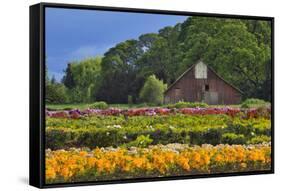 Old Barn and Flower Nursery, Willamette Valley, Oregon, USA-Jaynes Gallery-Framed Stretched Canvas