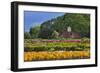 Old Barn and Flower Nursery, Willamette Valley, Oregon, USA-Jaynes Gallery-Framed Photographic Print