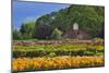 Old Barn and Flower Nursery, Willamette Valley, Oregon, USA-Jaynes Gallery-Mounted Photographic Print