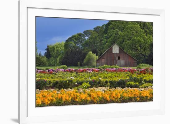 Old Barn and Flower Nursery, Willamette Valley, Oregon, USA-Jaynes Gallery-Framed Photographic Print