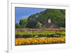 Old Barn and Flower Nursery, Willamette Valley, Oregon, USA-Jaynes Gallery-Framed Photographic Print