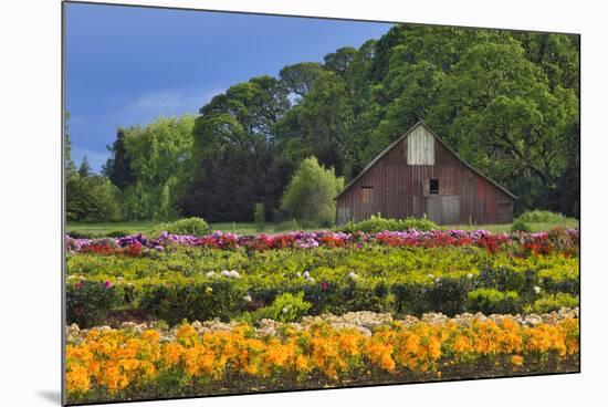 Old Barn and Flower Nursery, Willamette Valley, Oregon, USA-Jaynes Gallery-Mounted Photographic Print