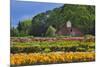 Old Barn and Flower Nursery, Willamette Valley, Oregon, USA-Jaynes Gallery-Mounted Photographic Print