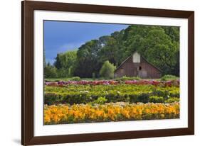 Old Barn and Flower Nursery, Willamette Valley, Oregon, USA-Jaynes Gallery-Framed Photographic Print