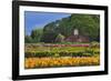 Old Barn and Flower Nursery, Willamette Valley, Oregon, USA-Jaynes Gallery-Framed Photographic Print
