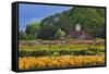 Old Barn and Flower Nursery, Willamette Valley, Oregon, USA-Jaynes Gallery-Framed Stretched Canvas