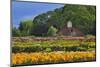 Old Barn and Flower Nursery, Willamette Valley, Oregon, USA-Jaynes Gallery-Mounted Photographic Print