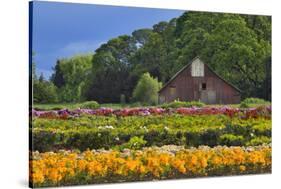 Old Barn and Flower Nursery, Willamette Valley, Oregon, USA-Jaynes Gallery-Stretched Canvas
