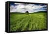 Old Barn in Spring Wheat Field with Beautiful Clouds-Terry Eggers-Framed Stretched Canvas