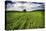 Old Barn in Spring Wheat Field with Beautiful Clouds-Terry Eggers-Stretched Canvas