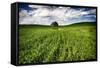 Old Barn in Spring Wheat Field with Beautiful Clouds-Terry Eggers-Framed Stretched Canvas