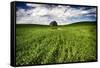 Old Barn in Spring Wheat Field with Beautiful Clouds-Terry Eggers-Framed Stretched Canvas