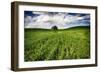 Old Barn in Spring Wheat Field with Beautiful Clouds-Terry Eggers-Framed Photographic Print