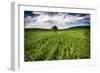 Old Barn in Spring Wheat Field with Beautiful Clouds-Terry Eggers-Framed Photographic Print