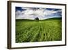 Old Barn in Spring Wheat Field with Beautiful Clouds-Terry Eggers-Framed Photographic Print