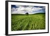 Old Barn in Spring Wheat Field with Beautiful Clouds-Terry Eggers-Framed Photographic Print