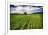 Old Barn in Spring Wheat Field with Beautiful Clouds-Terry Eggers-Framed Photographic Print