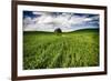 Old Barn in Spring Wheat Field with Beautiful Clouds-Terry Eggers-Framed Photographic Print