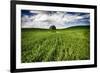 Old Barn in Spring Wheat Field with Beautiful Clouds-Terry Eggers-Framed Photographic Print