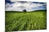 Old Barn in Spring Wheat Field with Beautiful Clouds-Terry Eggers-Mounted Photographic Print