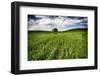 Old Barn in Spring Wheat Field with Beautiful Clouds-Terry Eggers-Framed Photographic Print