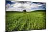 Old Barn in Spring Wheat Field with Beautiful Clouds-Terry Eggers-Mounted Photographic Print