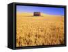 Old Barn in Wheat Field, Eastern Washington-Darrell Gulin-Framed Stretched Canvas