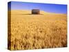 Old Barn in Wheat Field, Eastern Washington-Darrell Gulin-Stretched Canvas
