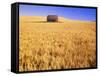 Old Barn in Wheat Field, Eastern Washington-Darrell Gulin-Framed Stretched Canvas