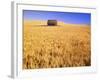 Old Barn in Wheat Field, Eastern Washington-Darrell Gulin-Framed Photographic Print